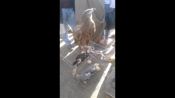 Eagle at Cairo eat it a very big in Rell live so it appears small on clip