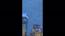 Hundreds of birds fill Minneapolis city skies; phenomenon occurs to reduce the risk of predation