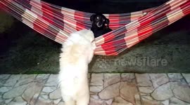 Dog swings his lover on the rede and the video goes viral on the internet