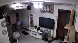 Curious cat inspects surveillance camera while owner is away