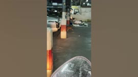 Stray dog scratches back on steel bar making it look like it is stuck underneath