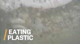 Do You Ever Wonder How Much Plastic Goes Into Your Body Every Day?