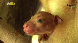 Kangaroo at Singapore Zoo gives birth to tiny joey