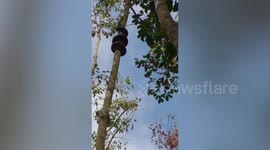 Wild python twists its way up a tall tree in Thailand