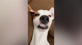 Pet Jack Russel Terrier hilariously flashing teeth
