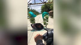 Train of newly harvested bananas amuses motorists in plantation