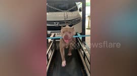 Pet dog runs on treadmill while holding PVC pipe in its mouth