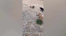 Curious cat found with head stuck inside bird's nest