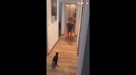 'Adorable cat expresses love for owner by jumping into her arms '