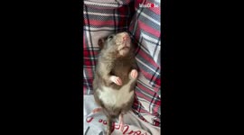 'Cute compilation shows the wonderful life of a rat that's treated like a cat 
'