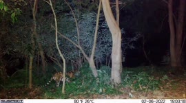 Rangers begin search to save three-legged tiger wounded while being hunted by Thai poachers