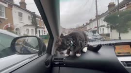 Pet cat is obsessed with cars and demands to be taken for a drive regularly