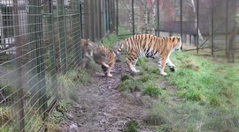 Adorable baby tigers from Highland Wildlife Park play with each other