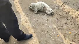 Rescuers save rarely-seen spotted seal pup stranded on beach in eastern China