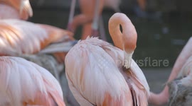 Learn about the world of fascinating flamingos