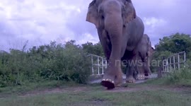 Herd of 5 elephants walk across bridge in Sri Lanka