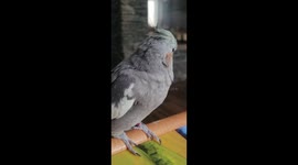 Cute Cockatoo falling asleep to music