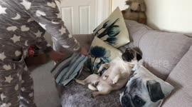 Cute Pug reluctant to have a shower as his owner trys to get him to move off sofa