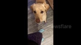 Dogs go viral with almost 10m views saving diabetic owner when blood sugar goes dangerously low