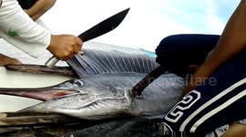 BIG CATCHED BLUE MARLIN THROUGH FISHNET AND CUTTING IT TO SELL IT