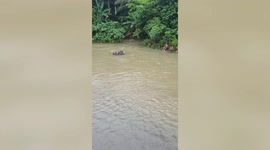 Hardworking coconut vendor swims in flooded river to collect fallen fruit