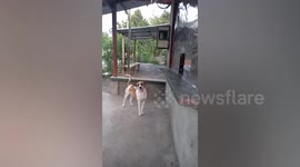 Smart pet dog buys food and pays using high five