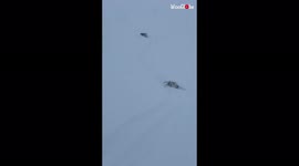 ''Swimming in snow' Playful dogs navigate through deep snow to return to owner '