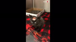 'Heartwarming mini-compilation of an injured cat getting taken care of '