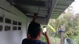 Family terrified after finding snakes curled up in the toilet