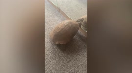 Missing tortoise found mile away from home after having averaged just 0.00011415525 mph