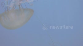 The ephemeral lives of jellyfish