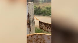 Ants form 'living bridge' with their own bodies to climb post