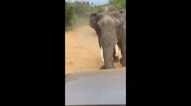 elephant attacked to french tourist yala sri lanka #attack #fight