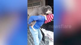 Lazy pet dog rides piggyback on owner while he works