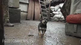 Meet 'Rambo' the cute pup on the Ukraine frontline guarding against Russian invasion