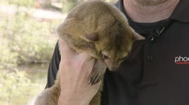 Kick it with a Kinkajous and watch their unbelievable climbing ability