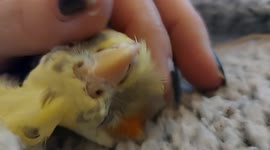 Liefde tussen mens en dier beste manier om de dag mee te beginnen..morning cuddles