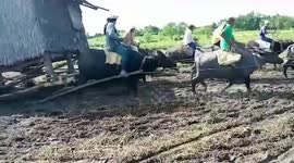 Water buffalo help farmer haul house