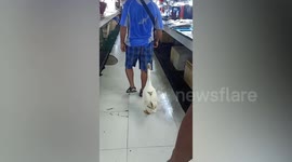 Loyal goose follows its owner everywhere