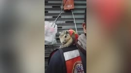 Pet sugar glider wears matching uniforms while going to work with owner