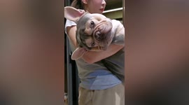 Sleepy pet dog struggles to stay awake while woman uses it as an exercise weight
