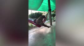 Pet Golden Retriever hijacks little girl's hammock while she swings