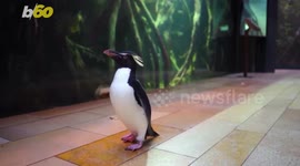 Adorable Penguin Friends Get a Book Deal