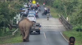 Two wild elephants cause traffic chaos as they stroll along rural road in Thailand