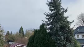 Falling trees kill 2 in Berlin as Germany rocked by powerful storms