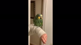 Link The Parrot Having A Good Conversation With Her Owner… *click*