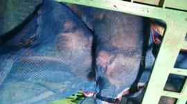 Dozens of wild monkeys found stuffed in bags after failed 'wildlife trafficking operation' in Thailand