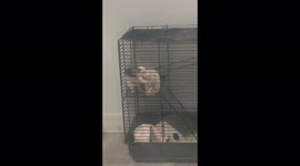 The rat epicly threw his friend in a cage down the hill