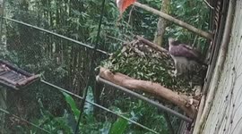 Philippine eagles share sweet moment as they are caught 'billing' on CCTV on Valentine's Day