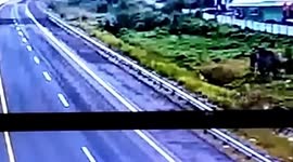 Wild Sumatran elephant sparks chaos on a toll road in Indonesia